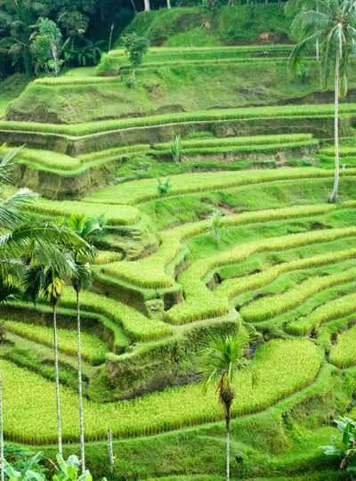 Terasses Arroz Terasses Arroz